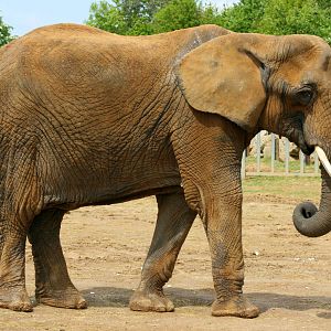 African elephant; Colchester; 25th May 2013