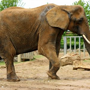 African elephant; Colchester; 25th May 2013