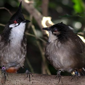 Red-whiskered Bulbul