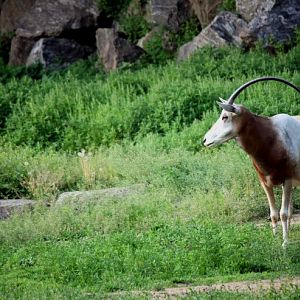 Scimitar-Horned Oryx