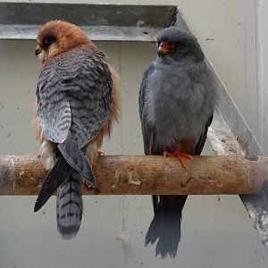 Red-footed falcon