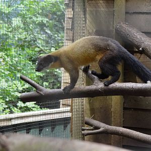 Yellow-throated marten