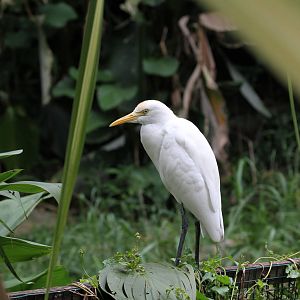 Is this a Great Egret?