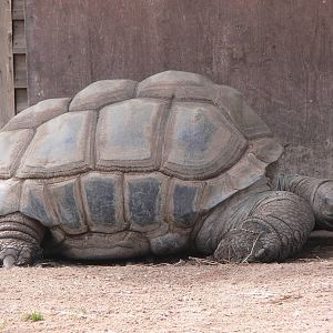 Seychelles Giant Tortoise at Blackpool Zoo, 26/05/13