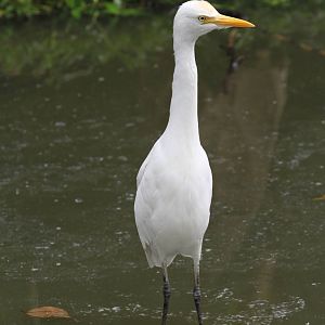 Is this a Great Egret?