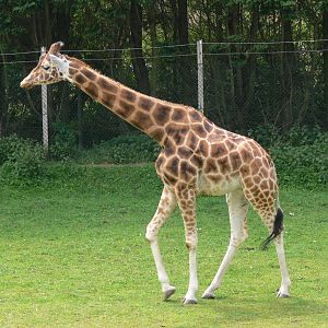 Giraffe at Blackpool Zoo, 26/05/13
