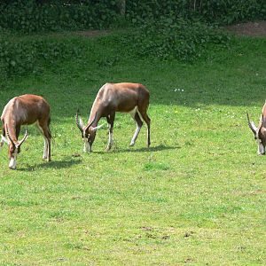 Blesboks at Blackpool Zoo, 26/05/13