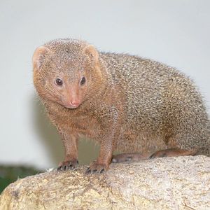 Common Dwarf Mongoose at Blackpool Zoo, 26/05/13