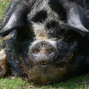 Kune Kune Pig at Blackpool Zoo, 26/05/13