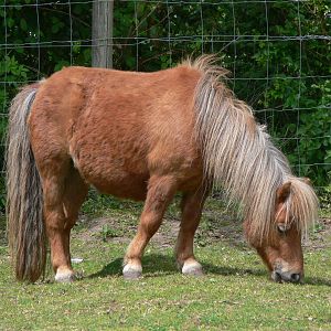 Shetland Pony at Blackpool Zoo, 26/05/13