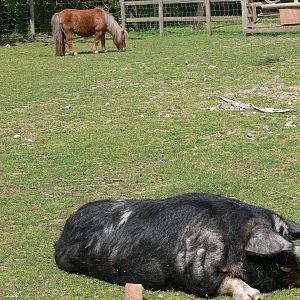 Farm paddock at Blackpool Zoo, 26/05/13