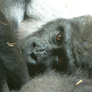 Western Lowland Gorilla at Blackpool Zoo, 26/05/13