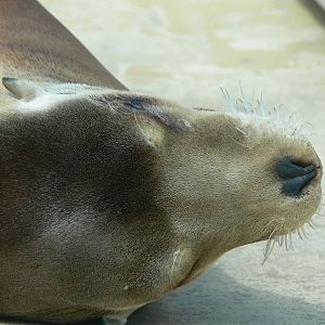 Californian Sea Lion at Blackpool Zoo, 26/05/13