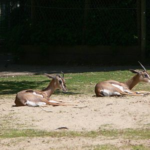 Arabian Gazelle at Blackpool Zoo, 26/05/13