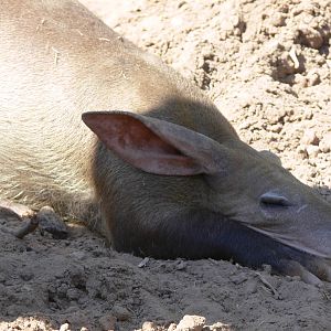 Aardvark at Blackpool Zoo, 26/05/13