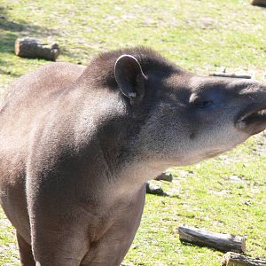 Brazilian Tapir at Blackpool Zoo, 26/05/13