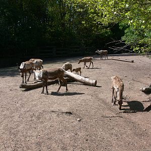 Reindeers at Blackpool Zoo, 26/05/13