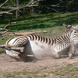 Hartmann's Mountain Zebra at Blackpool Zoo, 26/05/13
