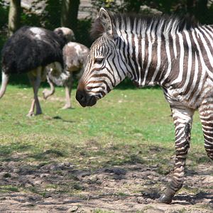 Hartmann's Mountain Zebra and Ostriches at Blackpool Zoo, 26/05/13