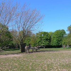 Zebra paddock at Blackpool Zoo, 26/05/13