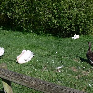 Trying to blend in at Blackpool Zoo, 26/05/13