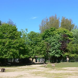 Mixed paddock at Blackpool Zoo, 26/05/13