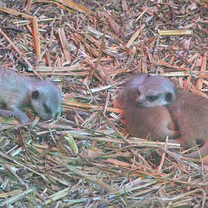 Slender tailed Meerkat pups at Blackpool Zoo, 26/05/13