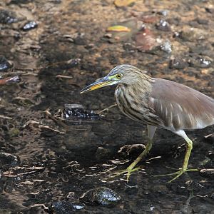 What kind of bittern?