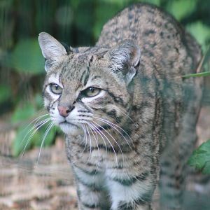 Geoffroys Cat - 25th May 2013