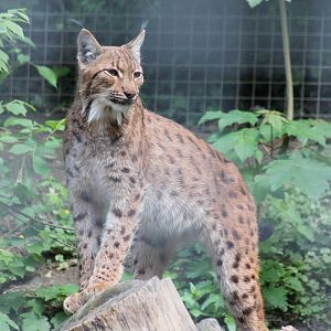 Carpathian Lynx - 25th May 2013