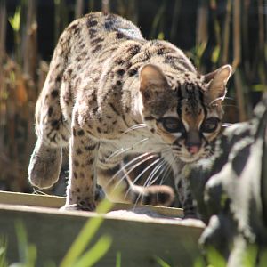 Margay - 4th April 2013