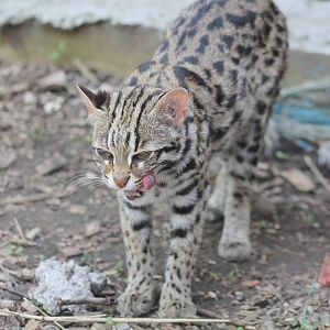 Indo-Chinese Leopard Cat - 6th May 2013