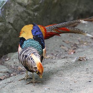 Looks like Lady Amherst's Pheasant except...?