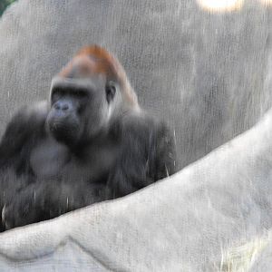 Western Gorilla (Gorilla gorilla)