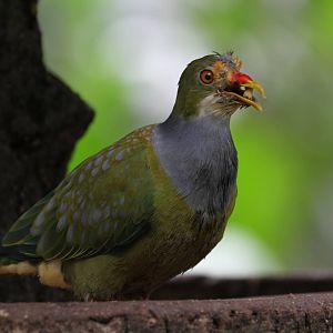 Distinctive Face Pigeon/Dove ID?