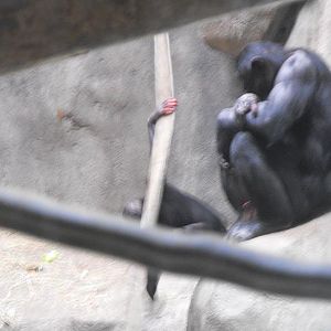 Bonobo (Pan paniscus)