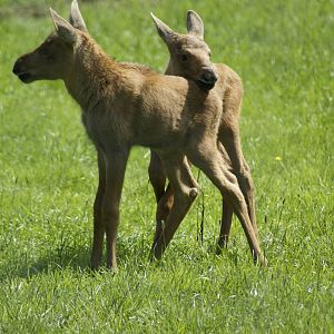 Moose twins