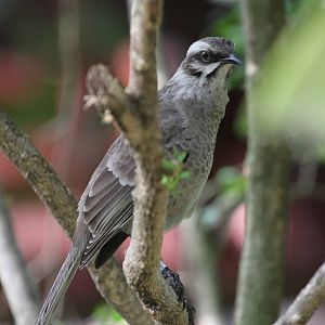 One of The Less Colourfull Asian Birds?