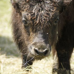 Yak calf