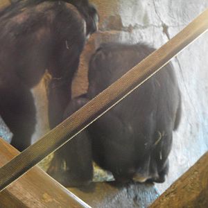 Bonobo (Pan paniscus)