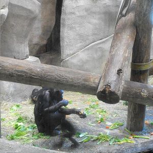 Bonobo (Pan paniscus)