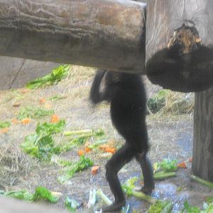 Bonobo (Pan paniscus)