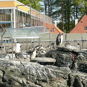 Gentoo penguin nesting colony