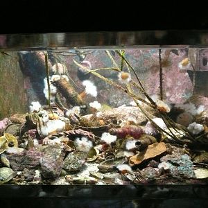 Cold-water marine invertebrates