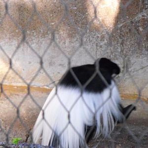 Mantled Guereza (Colobus guereza)