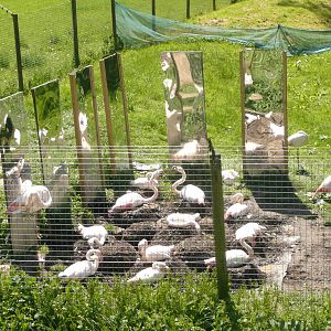 Nesting flamingos