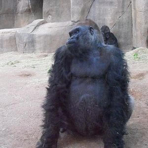 Western Gorilla (Gorilla gorilla)