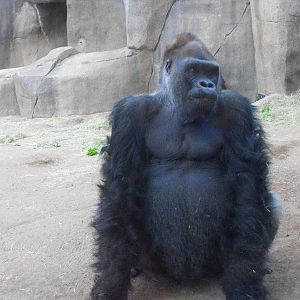 Western Gorilla (Gorilla gorilla)