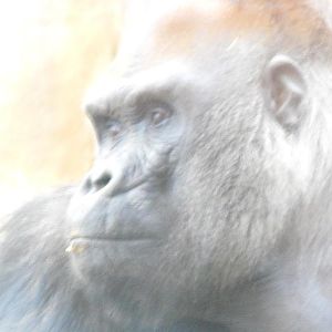 Western Gorilla (Gorilla gorilla)