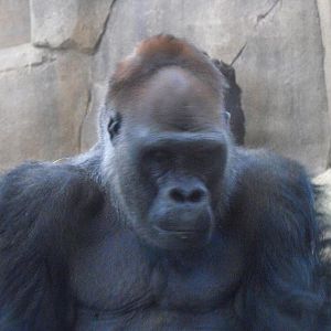 Western Gorilla (Gorilla gorilla)